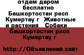 отдам даром - бесплатно - Башкортостан респ., Кумертау г. Животные и растения » Собаки   . Башкортостан респ.,Кумертау г.